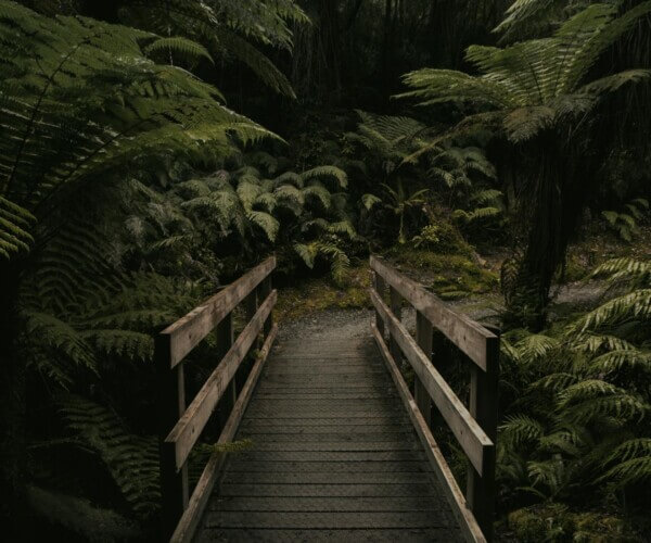 Brown Wooden Bridge Near Forest